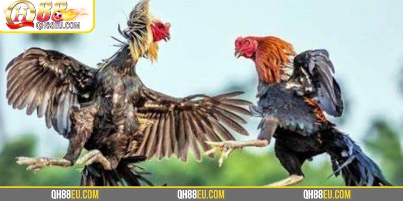 Mẹo cá cược đá gà từ tác giả QH88 EU